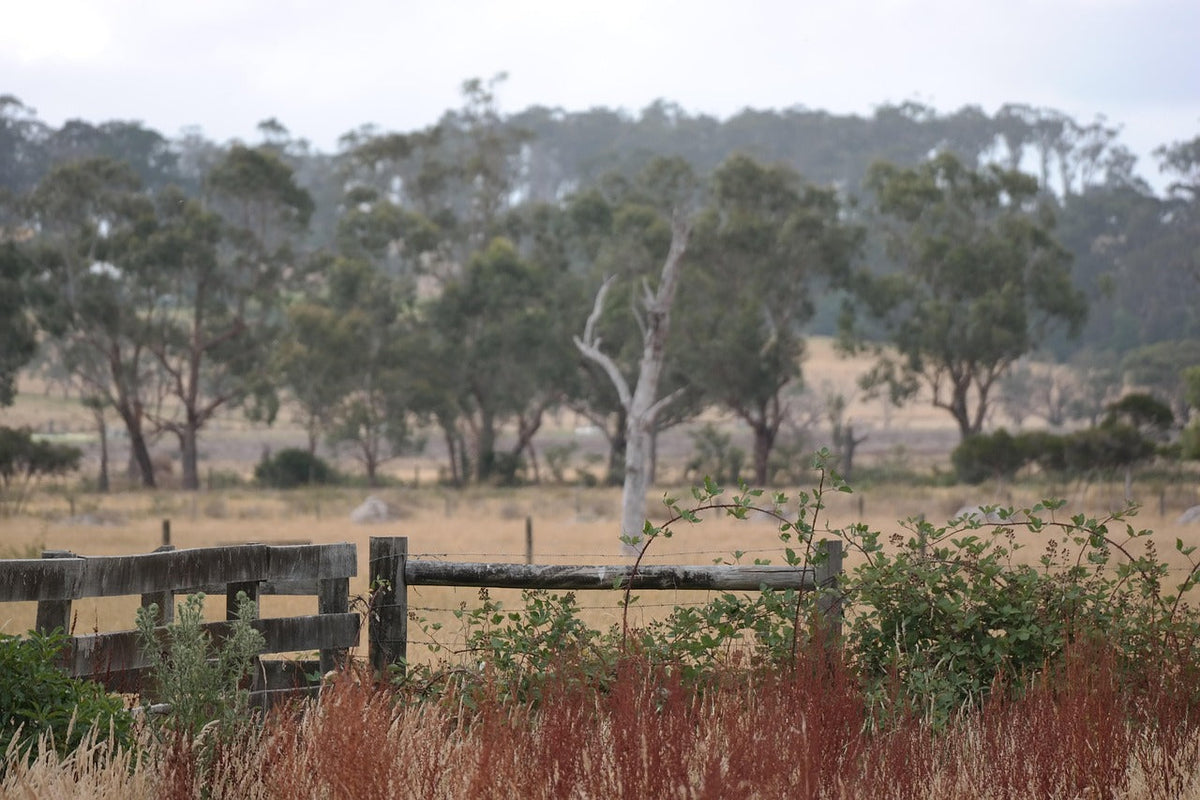 Australian Fiction