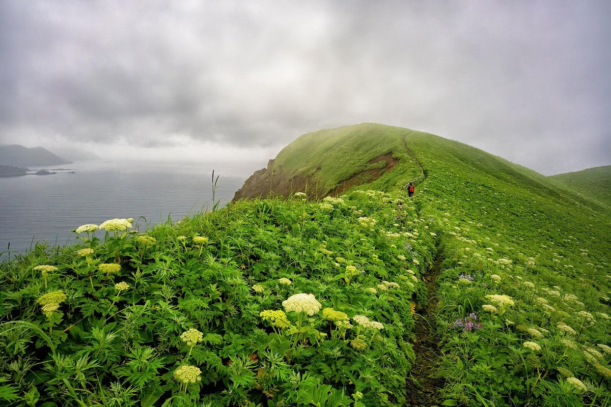 Nature, Animals, Gardening