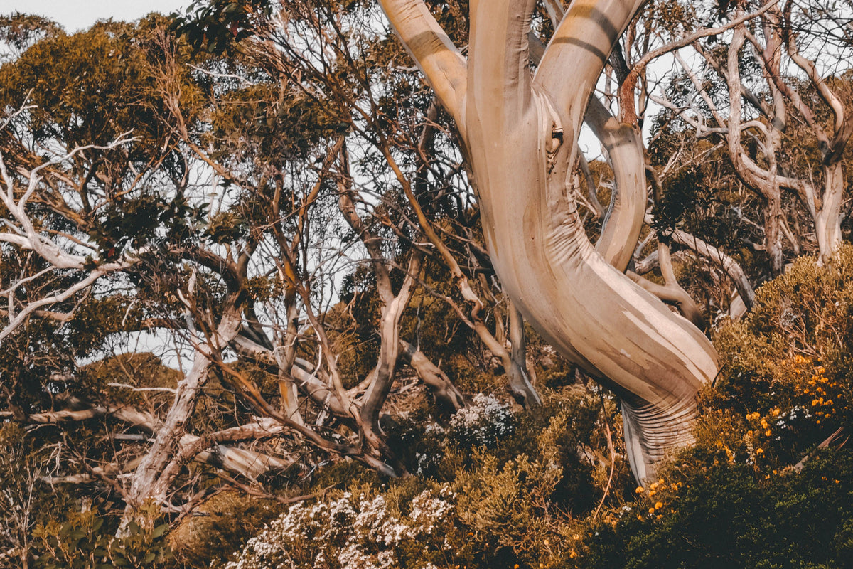 Quintessential Australian Reads
